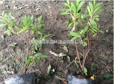 沭陽綠園景園林苗圃基地供應/毛娟/杜鵑/圖片/產(chǎn)地直銷/價格