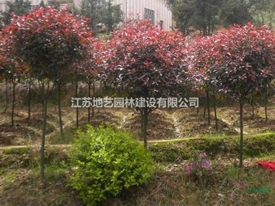 大量供應高桿紅葉石楠、高桿紅葉石楠圖片、高桿紅葉石楠基地