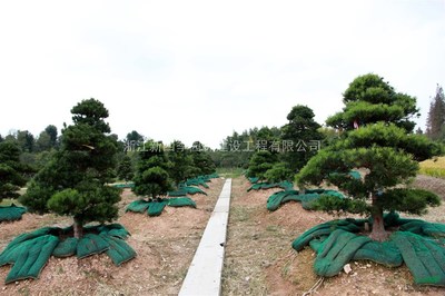 羅漢松,2014年羅漢松供應,造型羅漢松價格,羅漢松圖片