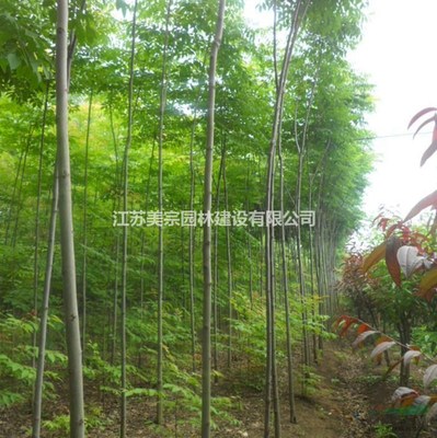 供應各種規(guī)格欒樹_黃山欒樹_南欒