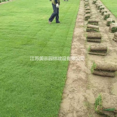 果嶺草草坪價格_果嶺草草坪圖片_果嶺草草坪基地