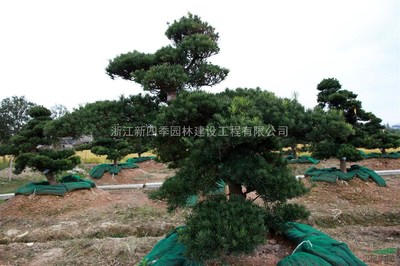 羅漢松,造型羅漢松供應,造型羅漢松價格,造型羅漢松圖片