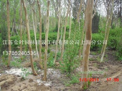 紫薇-江蘇金葉園林建設工程上海分公司(產(chǎn)品圖片)-產(chǎn)品庫-中國花木網(wǎng)