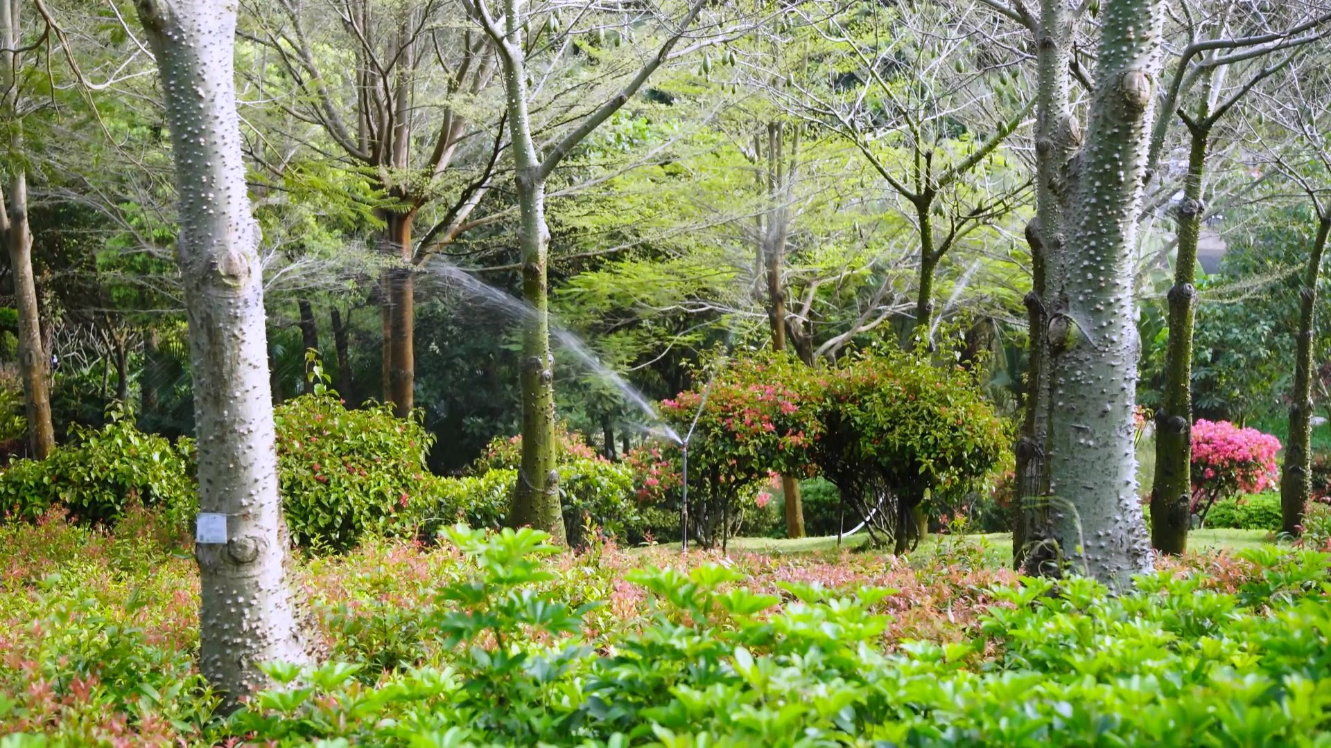 園林公園自動灌溉噴灌綠化建設(shè)_1920x1080_高清視頻素材下載(編號:559