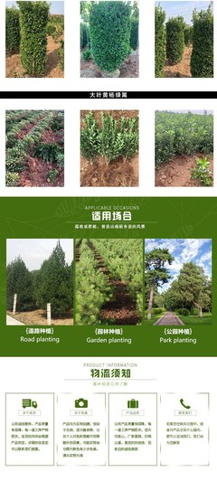 60公分大葉黃楊綠籬 園林道路綠化綠籬苗 價(jià)格優(yōu)化便宜