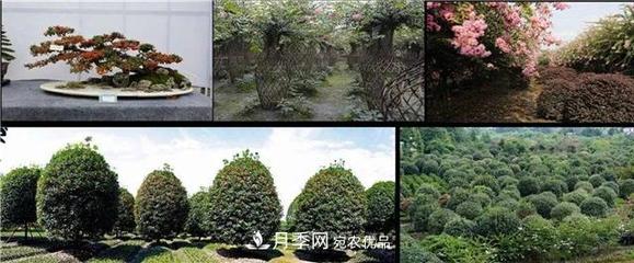 先抑后揚,上半年四川溫江的花木賣了12億