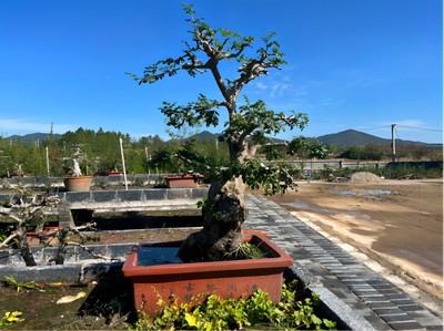 “活化石”變“致富樹”:京山市對節(jié)白蠟遠銷全國各地