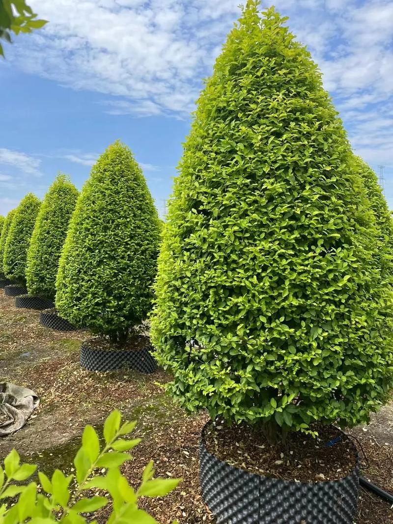 金冠女貞塔錐#園林綠化工程 #景觀工程 #建設美麗鄉(xiāng)村 #花