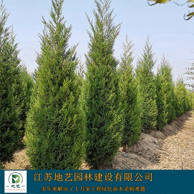 蜀檜圖片